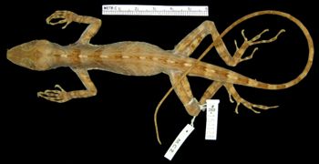 Media type: image; Herpetology R-154128